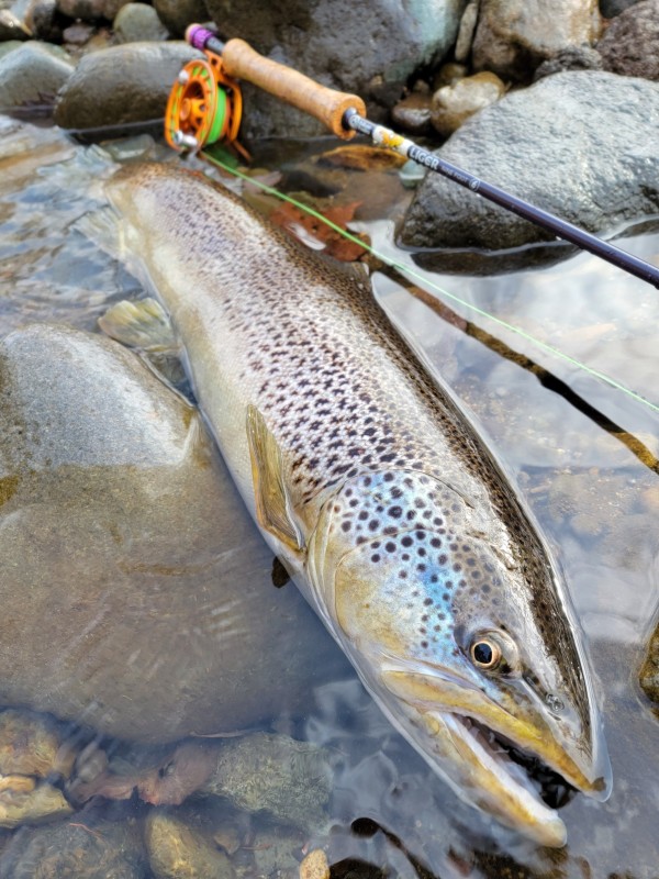 Photo／Browntrout10