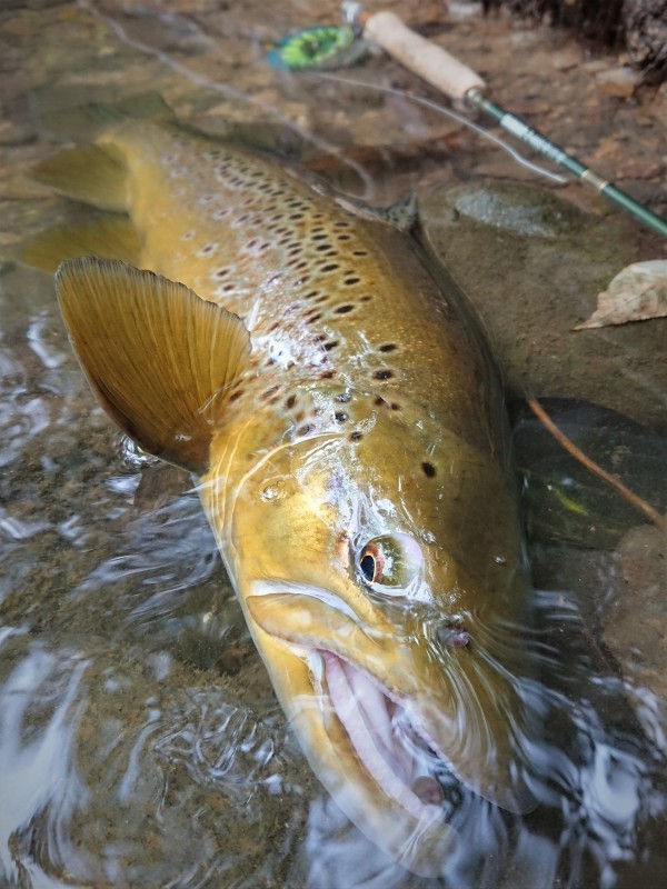 Photo／Browntrout11