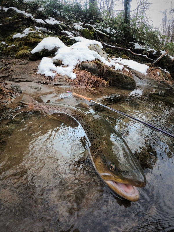 Photo／Browntrout12