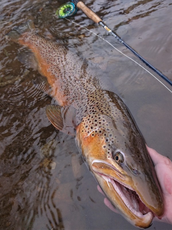 Photo／Browntrout14