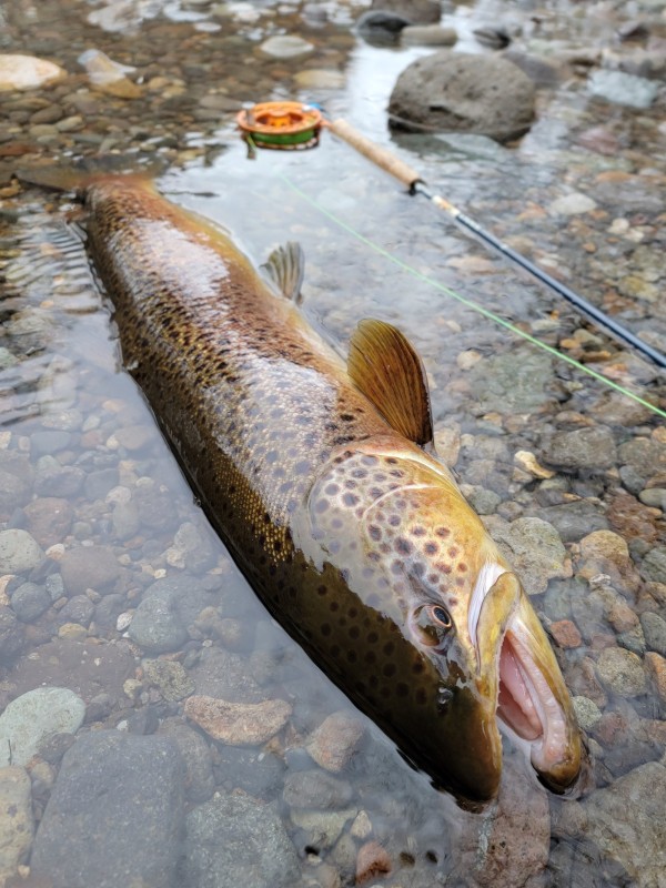 Photo／Browntrout15