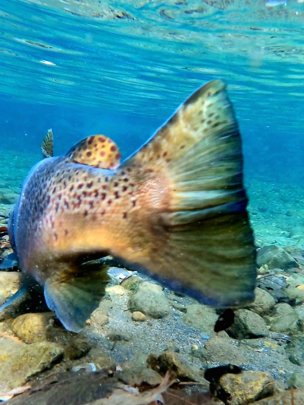 Photo／Browntrout16