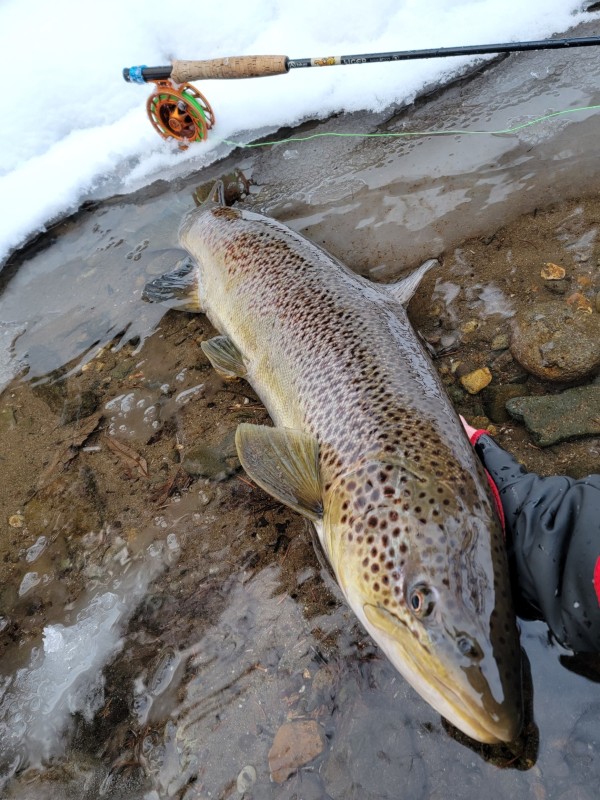 Photo／Browntrout17