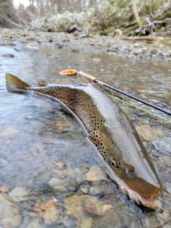 Photo／Browntrout19