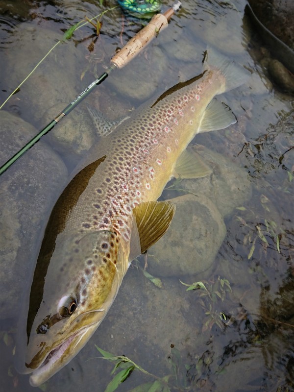Photo／Browntrout21