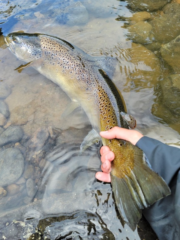 Photo／Browntrout23