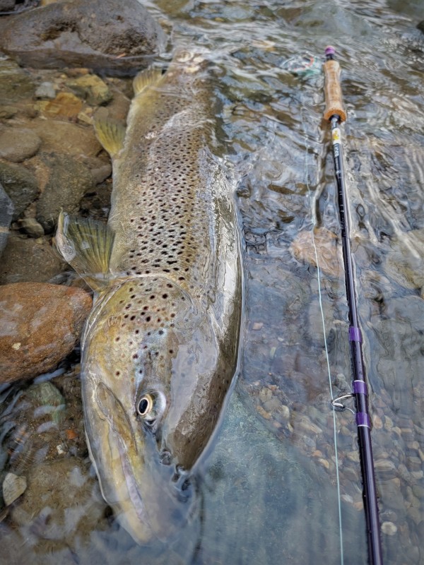 Photo／Browntrout25