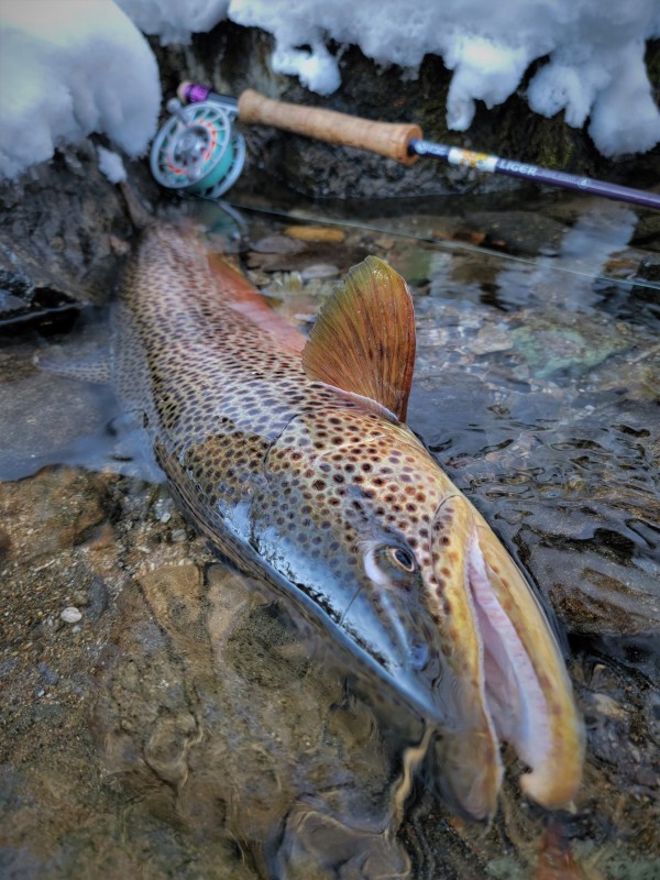 Photo／Browntrout26