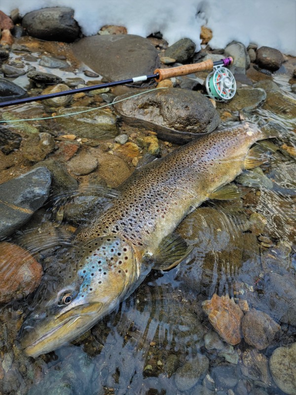 Photo／Browntrout27