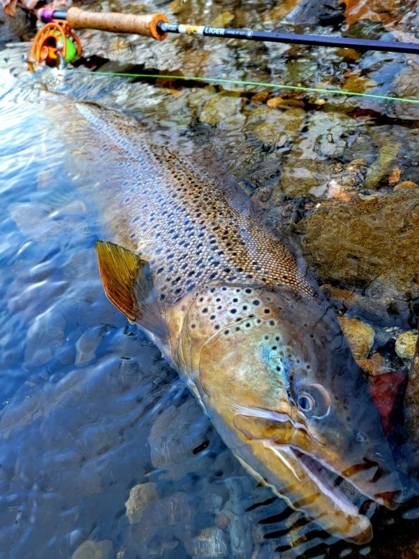 Photo／Browntrout28