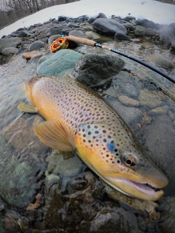 Photo／Browntrout29