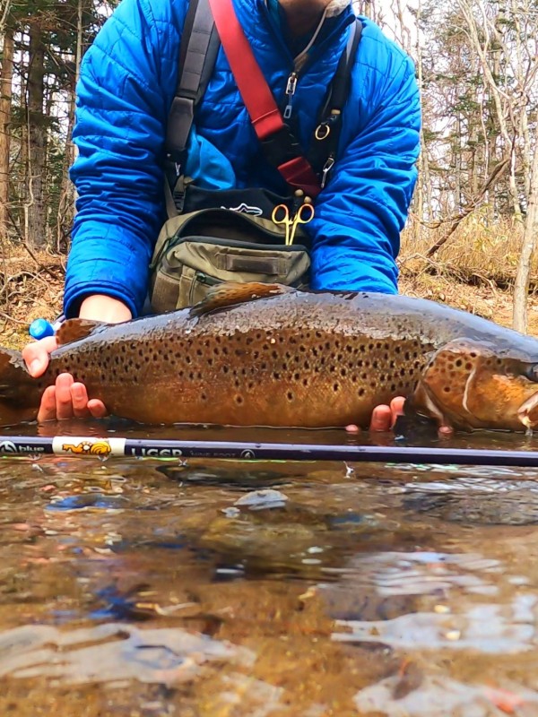 Photo／Browntrout31