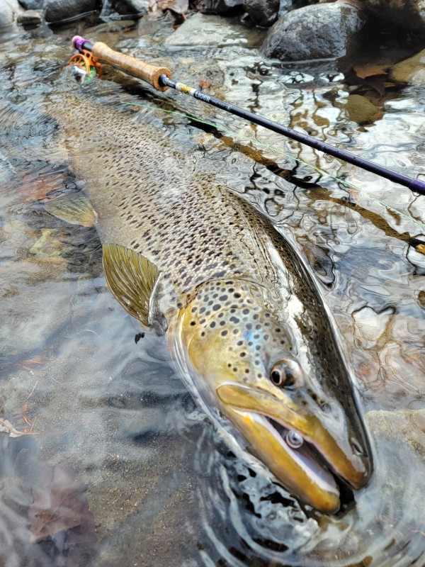 Photo／Browntrout32