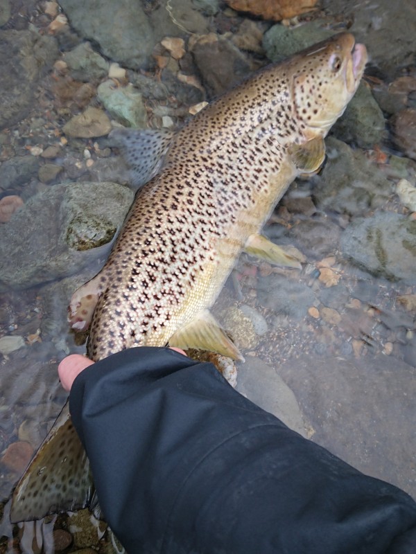 Photo／Browntrout33