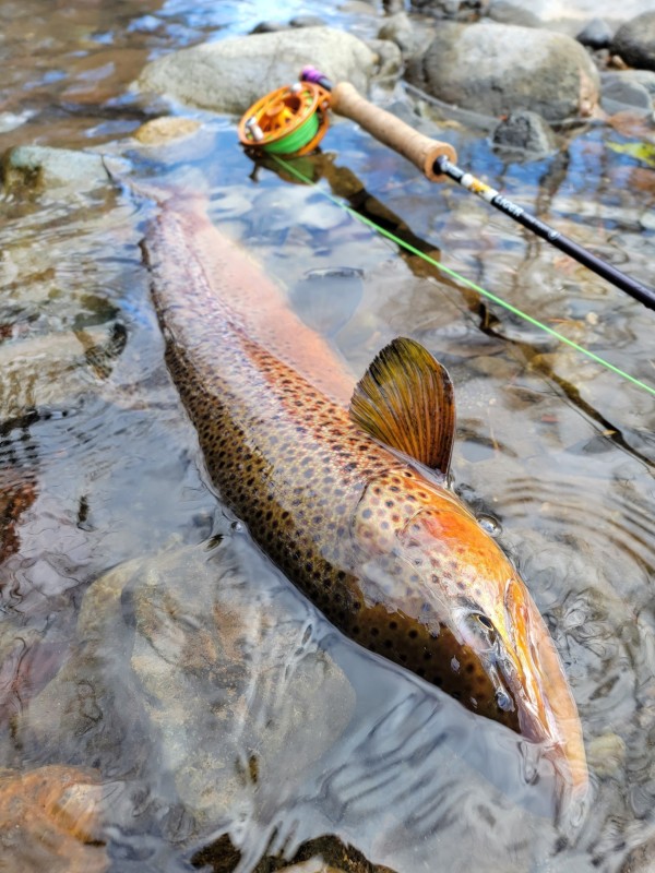 Photo／Browntrout34