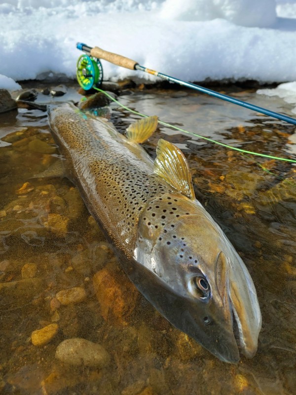 Photo／Browntrout35