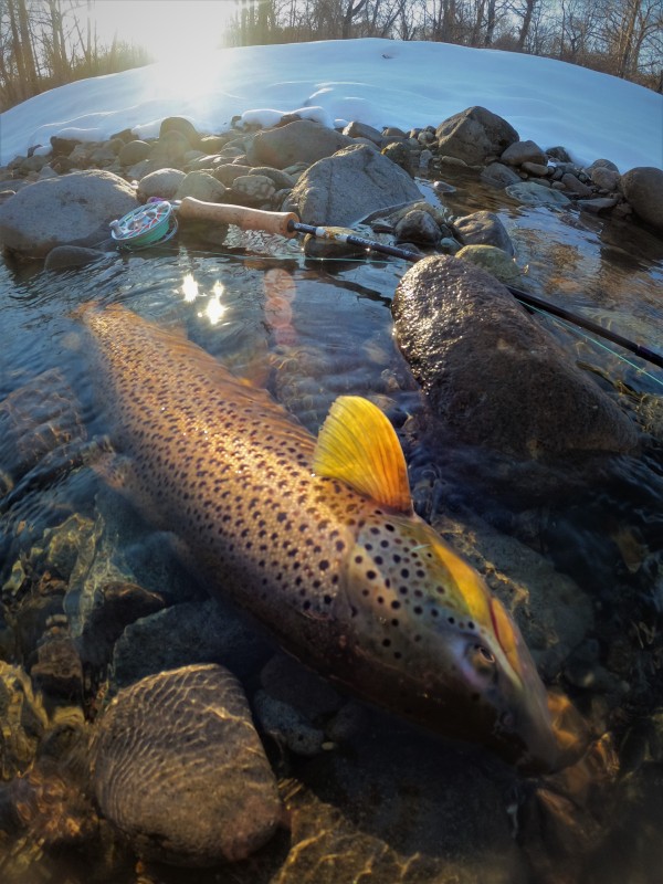 Photo／Browntrout36