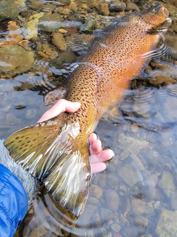 Photo／Browntrout37