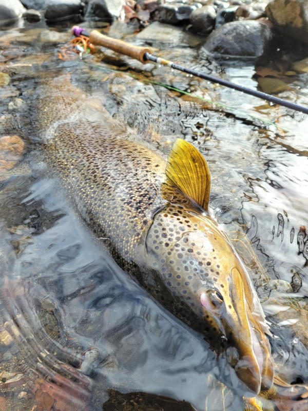 Photo／Browntrout38