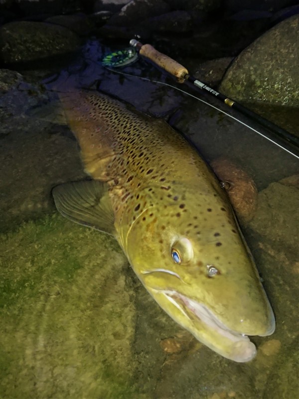 Photo／Browntrout39