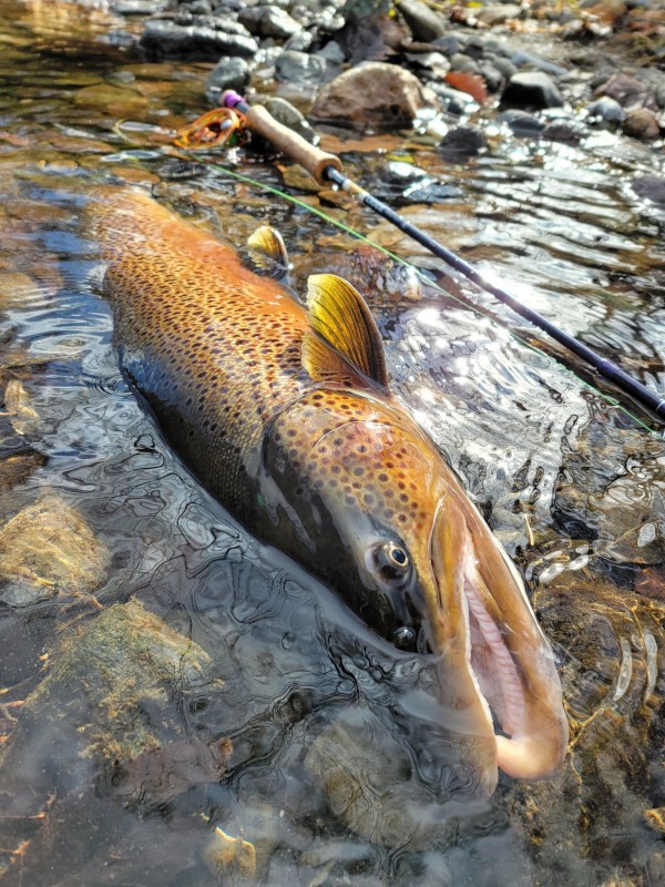 Photo／Browntrout41