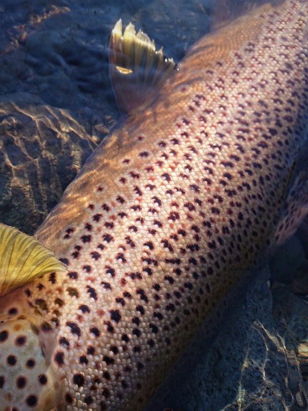 Photo／Browntrout42