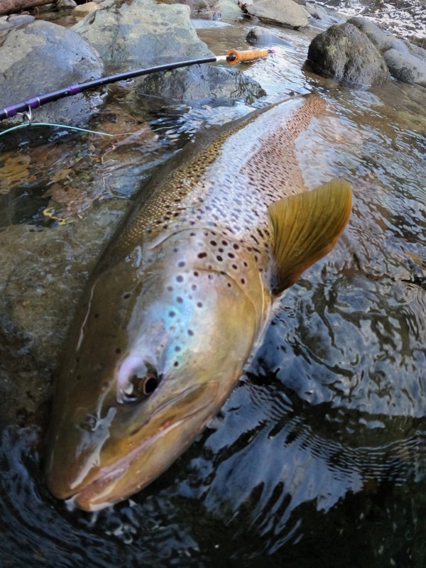 Photo／Browntrout44