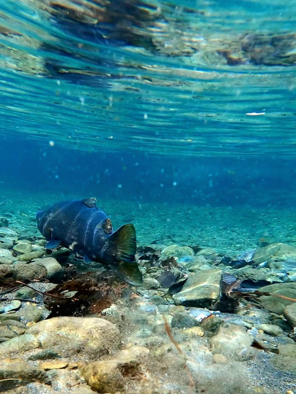 Photo／Browntrout45