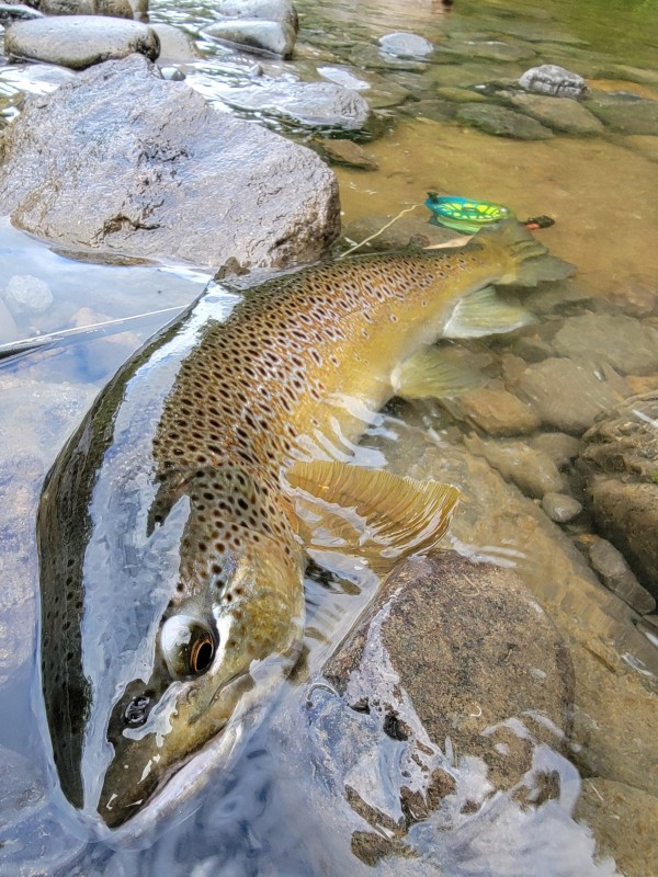 Photo／Browntrout46