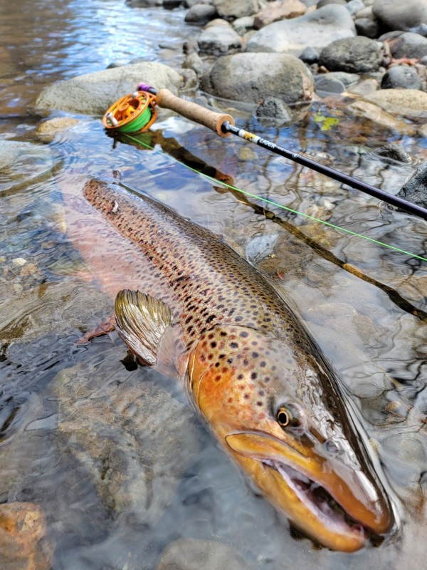 Photo／Browntrout47