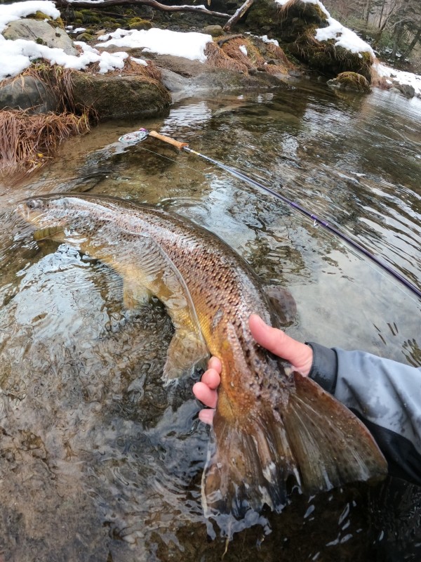 Photo／Browntrout48