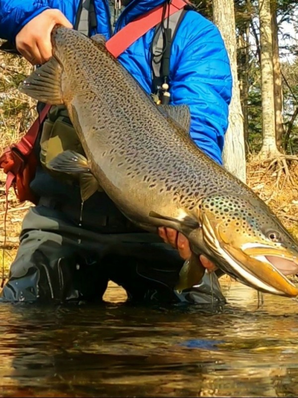 Photo／Browntrout50