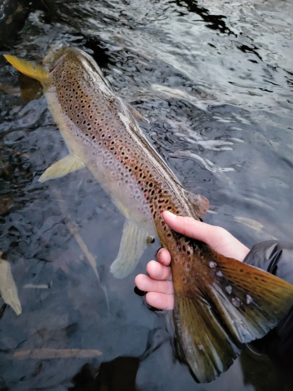 Photo／Browntrout51