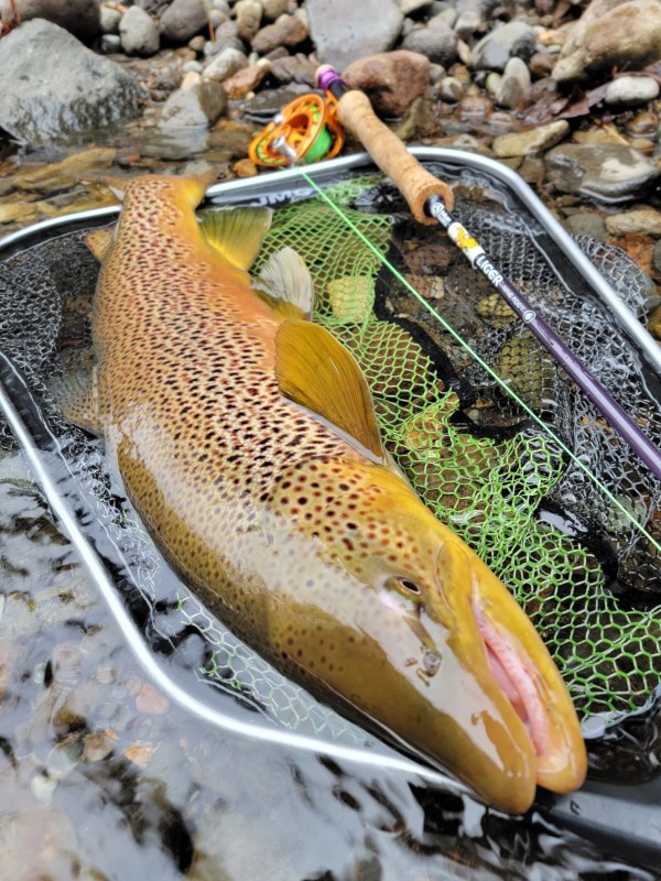 Photo／Browntrout53