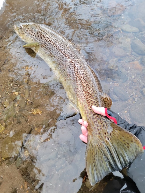 Photo／Browntrout54