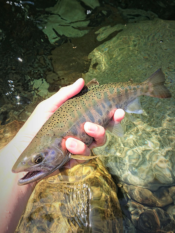 1.Native Trout / Char (Yamame, White-spotted Char, Dolly Varden)