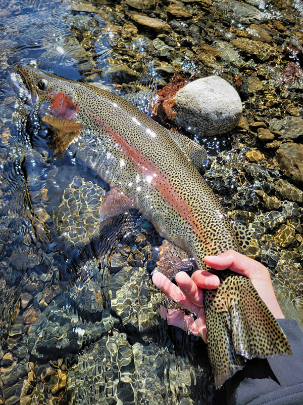 3. Upper reaches / Mountain Stream Rainbow Trout