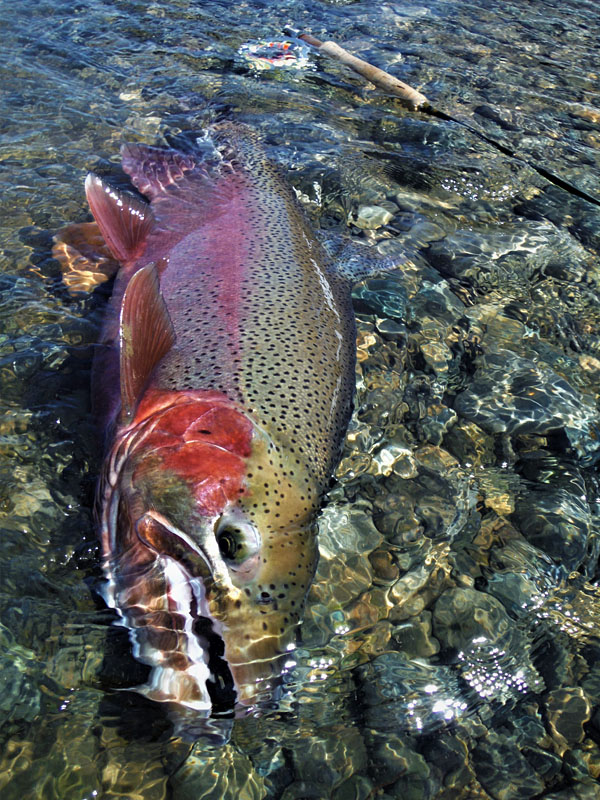 5. Chrome / Redband Rainbow Trout